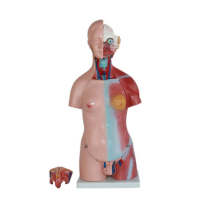 Anatomical Model Human Body Torso Anatomy Model