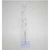 Medical Human Anatomical Skeleton Model