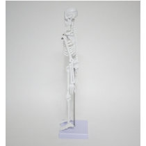 Medical Human Anatomical Skeleton Model