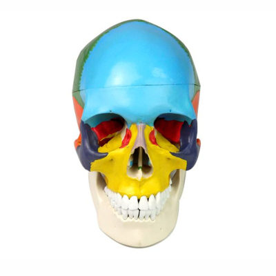 Colored life size human medical anatomy skull model