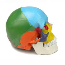 Colored life size human medical anatomy skull model