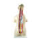 Human Half Body Manikin Organ Teaching Model, Anatomical Human Body Torso Anatomy Model