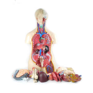 Human Half Body Manikin Organ Teaching Model, Anatomical Human Body Torso Anatomy Model