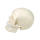 Anatomical plastic life size human medical anatomy skull model