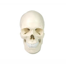 Anatomical plastic life size human medical anatomy skull model