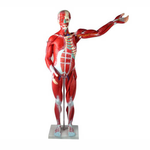 Human Whole Body Manikin Organ Teaching Model, Anatomical Human Body Muscle Dissection Anatomy Model With Internal Organs