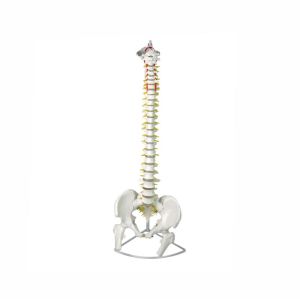 PVC life size vertebral column spine skeleton 3d lumbar anatomical model with pelvis for teaching