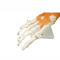 Anatomical human foot joint skeleton model with ligament, PVC bone model
