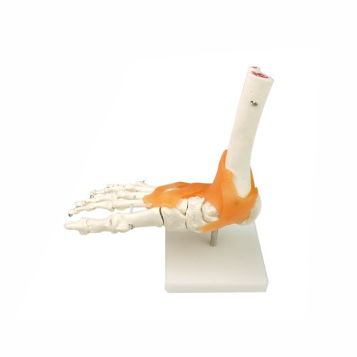 Anatomical human foot joint skeleton model with ligament, PVC bone model