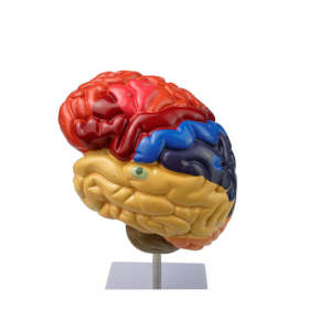 Human organ brain anatomical plastic colorized model