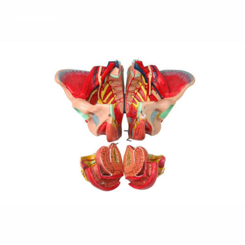 Female genital pelvic anatomic model with pelvic floor muscle and vascular nerve