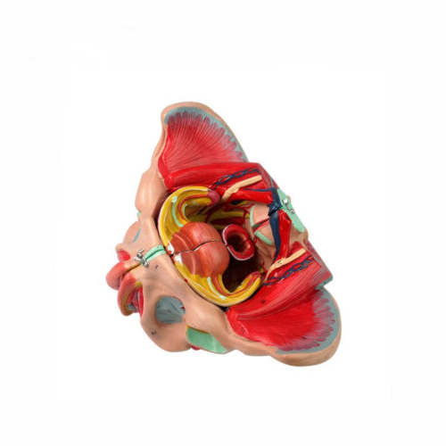 Female genital pelvic anatomic model with pelvic floor muscle and vascular nerve