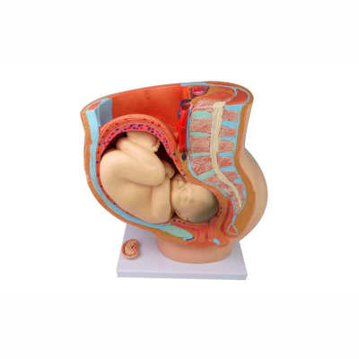 Female anatomical pelvic appendage fetal model nine months gestation and development fetal uterus reproductive model