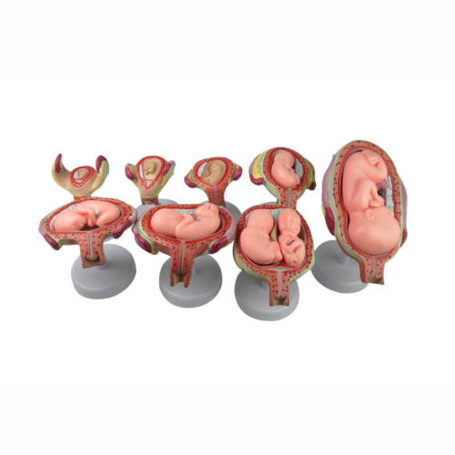 Female anatomical gestational embryo development process model and development fetal uterus reproductive model