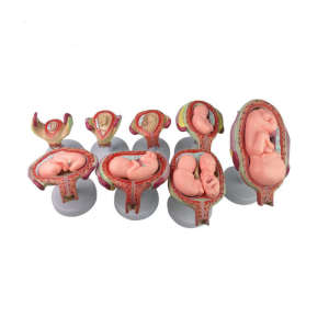 Female anatomical gestational embryo development process model and development fetal uterus reproductive model