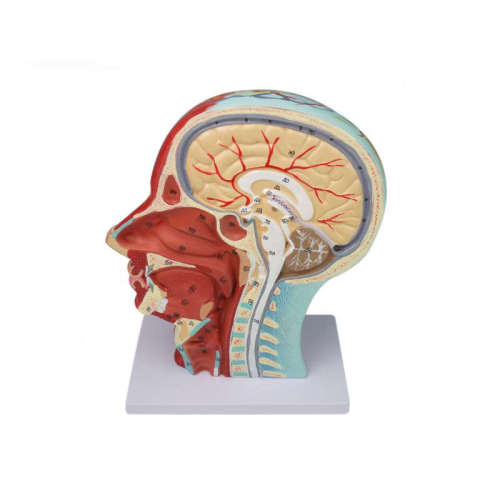 Human anatomical head model, muscle-bound neurovascular model of the human skull, head median sagittal section model