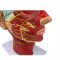 Human anatomical head model, muscle-bound neurovascular model of the human skull, head median sagittal section model