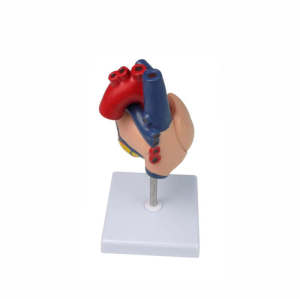 Life Size Biology Human Heart Anatomical Models for Medical Demostration
