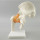 Anatomical human skeleton Hip joint skeleton model with ligament teaching model
