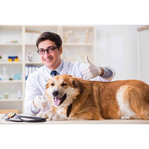 动物内窥镜市场趋势及行业资讯