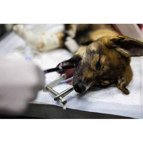 动物内窥镜的应用