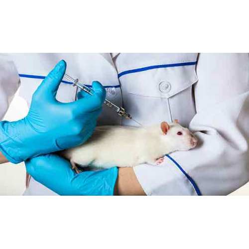 人与动物:医疗领域的合作与共进