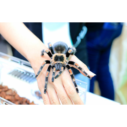 宠物医疗的新分支——异宠