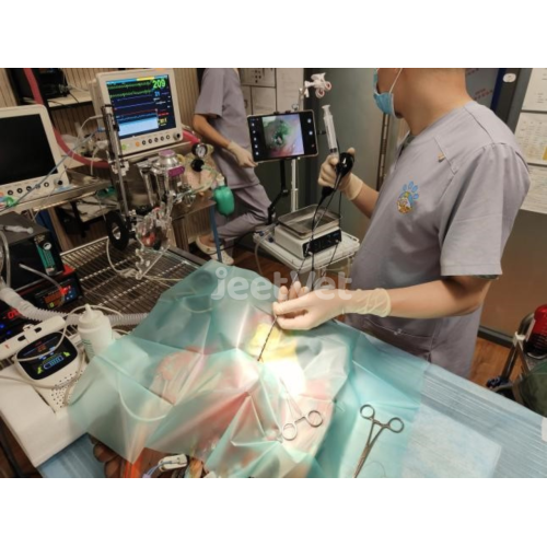 病例分享 | 杰泰医疗异宠内镜的诊疗应用