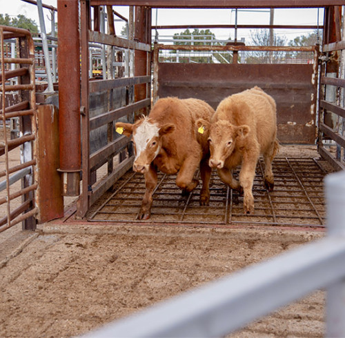 RFID intelligent weighing and grouping system, cattle weighing equipment