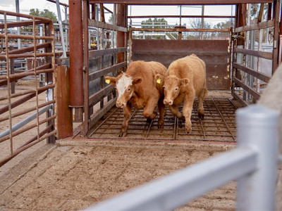 RFID intelligent weighing and grouping system, cattle weighing equipment