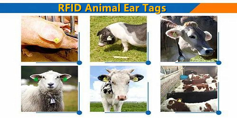 RFID Technology Digitized Animal Husbandry Management