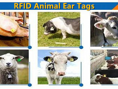 RFID Technology Digitized Animal Husbandry Management