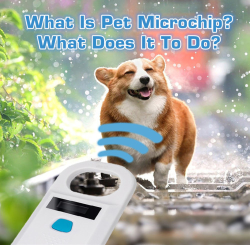 What Is Pet Microchip? What Does It To Do?