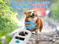 What Is Pet Microchip? What Does It To Do?