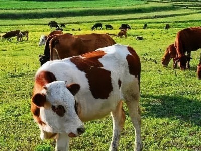 How RFID is Changing the Livestock Industry?