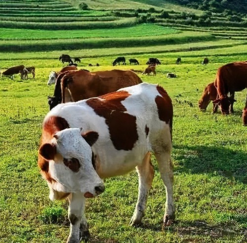 How RFID is Changing the Livestock Industry?