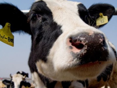 The Important Role of RFID Technology in Animal Management