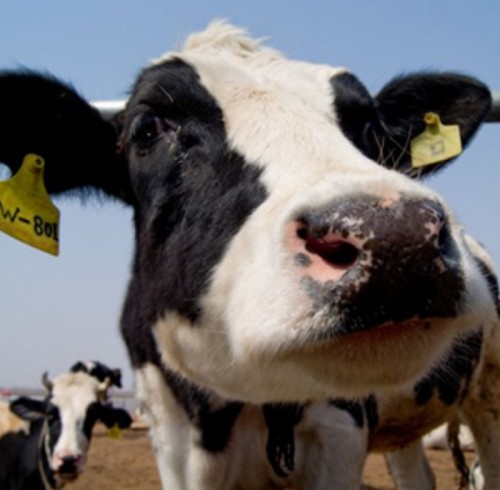 The Important Role of RFID Technology in Animal Management