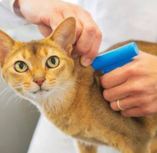 How Do Animal Microchips Work?
