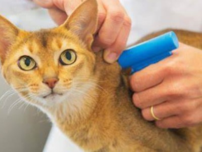 How Do Animal Microchips Work?