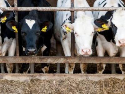 Application of RFID Technology in Animal Husbandry Industry