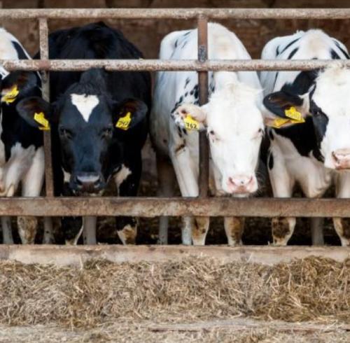 Application of RFID Technology in Animal Husbandry Industry
