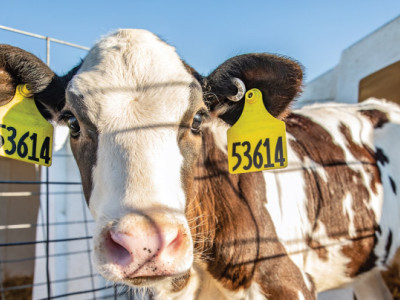 The Application of RFID Technology in Animal Husbandry