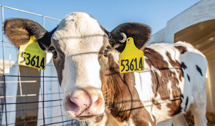 The Application of RFID Technology in Animal Husbandry