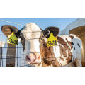 The Application of RFID Technology in Animal Husbandry