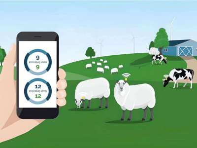 How to Use RFID in Livestock Management?