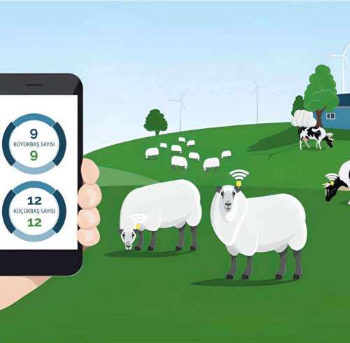 How to Use RFID in Livestock Management?