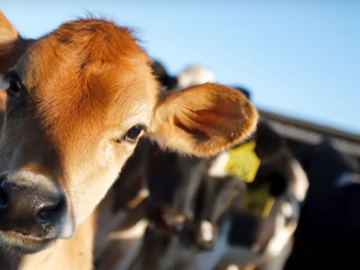 Animal RFID Ear Tags: Identification, Traceability, and Beyond