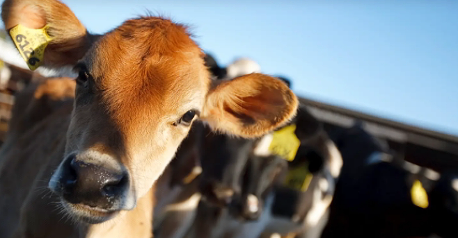 Animal RFID Ear Tags: Identification, Traceability, and Beyond