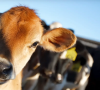 Animal RFID Ear Tags: Identification, Traceability, and Beyond